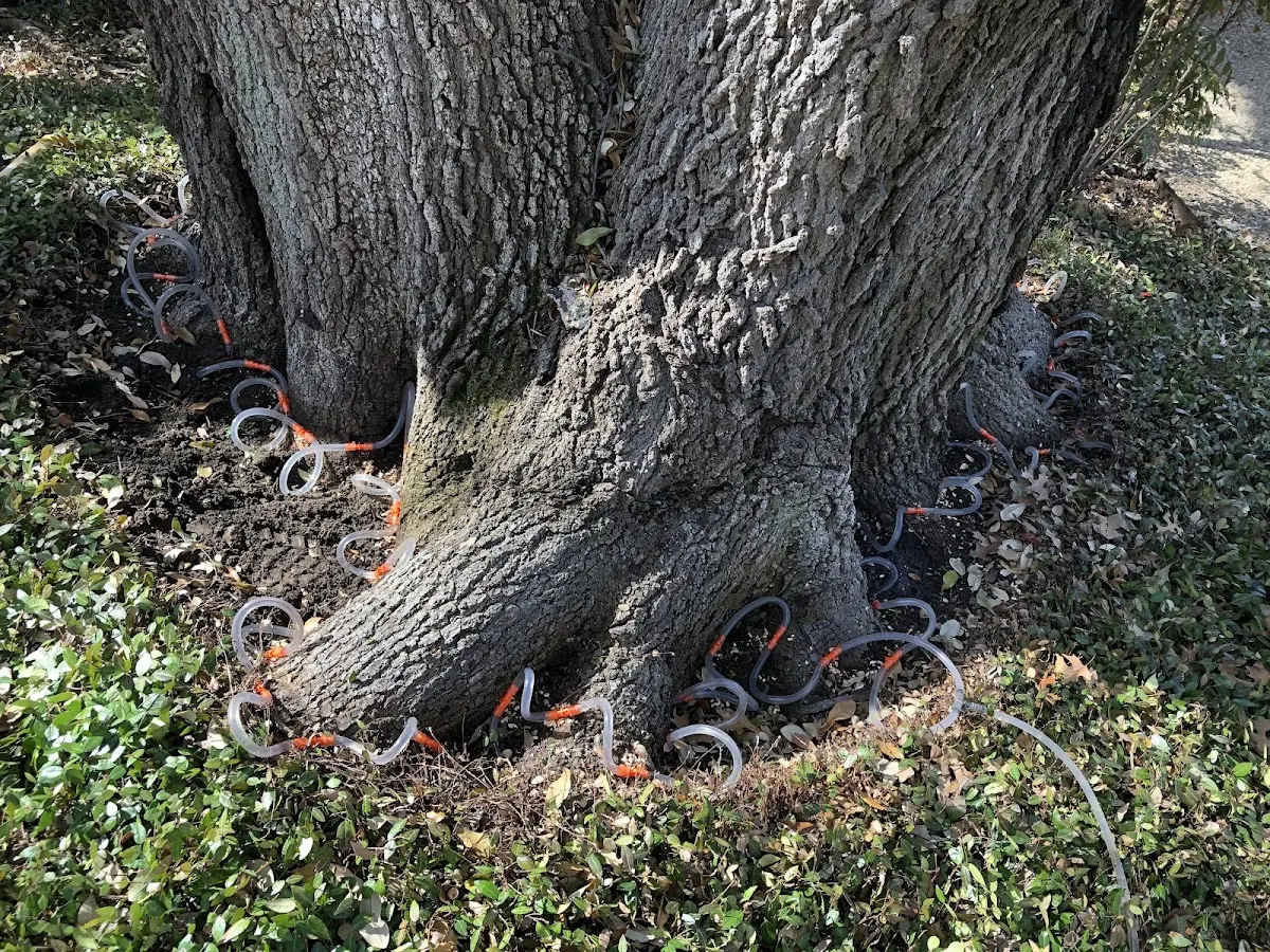 Detailed Tree Cabling and Bracing job site in Olive Branch