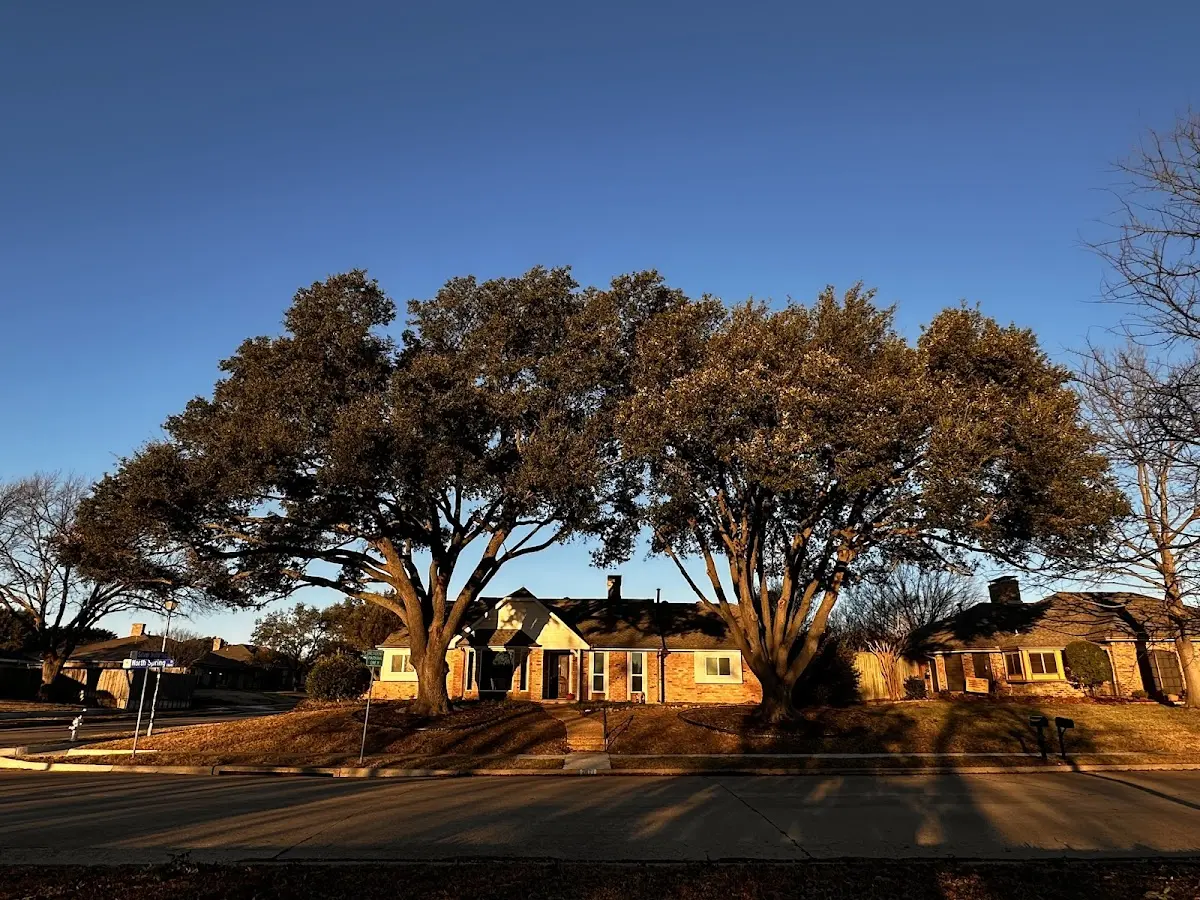Established residential canopy tree shading a home in Olive Branch